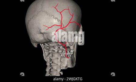 The occipital artery is a branch of the external carotid artery that provides arterial supply to the back of the scalp, sternocleidomastoid muscles 3d Stock Photo