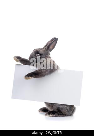 The rabbit holds a white sheet of paper for drawing text. Stock Photo