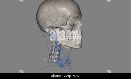 The vertebral vein arises from the external venous plexus at the level of the posterior arch of the atlas (C1) 3d illustration Stock Photo