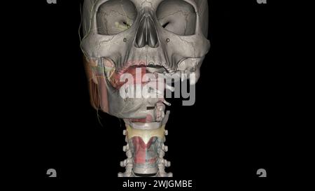The thyrohyoid membrane (or hyothyroid membrane) is a broad, fibro ...