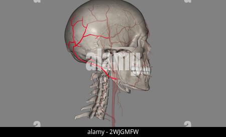 The occipital artery is a branch of the external carotid artery that provides arterial supply to the back of the scalp, sternocleidomastoid muscles 3d Stock Photo