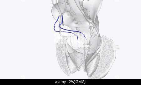 The superior rectal vein, or superior hemorrhoidal vein, connects veins surrounding the rectum to the inferior mesenteric vein 3d illustration Stock Photo