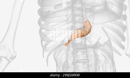 The lesser omentum is the double layer of peritoneum that extends from the liver to the lesser curvature of the stomach  3d illustration Stock Photo