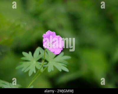 close up of a pink isolated flower with green background Stock Photo