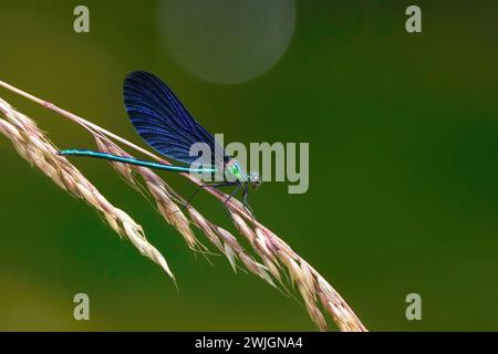 Beautiful Demoiselle (Calopteryx virgo) on spikelets of Taile Oat-Grass Stock Photo