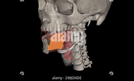 genioglossus is one of the paired extrinsic muscles of the tongue 3d ...