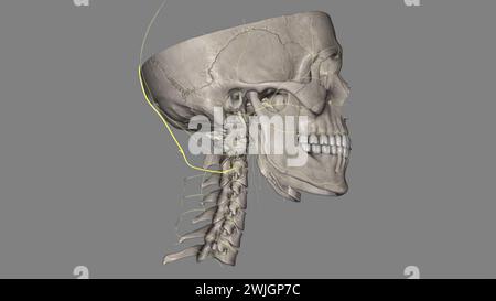 The third occipital nerve is the superficial medial branch of C3 dorsal ...