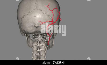 The occipital artery is a branch of the external carotid artery that provides arterial supply to the back of the scalp, sternocleidomastoid muscles 3d Stock Photo