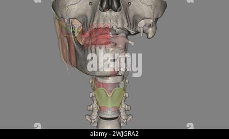 The thyrohyoid membrane (or hyothyroid membrane) is a broad, fibro ...