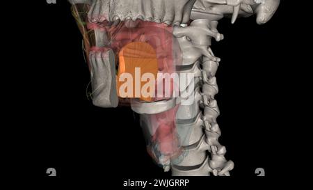 genioglossus is one of the paired extrinsic muscles of the tongue 3d ...