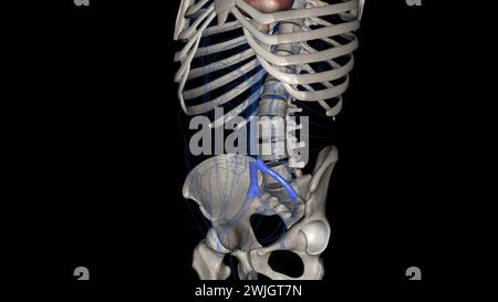 The common iliac vein is formed by the unification of the internal and external iliac veins 3d illustration Stock Photo