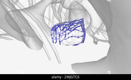 The prostatic venous plexus is a network of small veins that surrounds ...