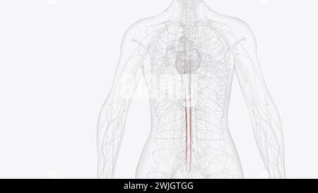 The Radicular Arteries Arise From Anterior Cervical Arteries, Thoracic 