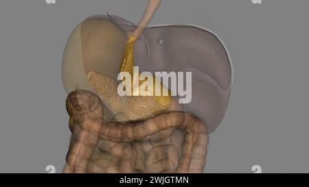 The lesser omentum is the double layer of peritoneum that extends from the liver to the lesser curvature of the stomach . Stock Photo