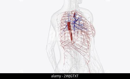 Arteries of Thorax Thoracic Artery Subclavian Artery Pulmonary Artery Carotid Artery Superior Epigastric Artery Inferior Epigastric Artery Stock Photo