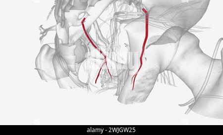 The obturator artery is a branch of the anterior division of the internal iliac artery  3d illustration Stock Photo
