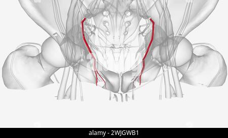 The obturator artery is a branch of the anterior division of the internal iliac artery  3d illustration Stock Photo