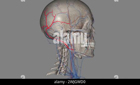 The occipital artery is a branch of the external carotid artery that provides arterial supply to the back of the scalp, sternocleidomastoid muscles 3d Stock Photo