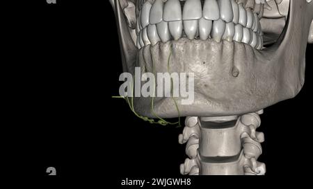 Submental submandibular Lymphatic vessels 3d illustration Stock Photo