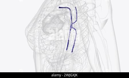 The azygos vein forms from the junction of the right subcostal veins ...