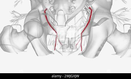 The obturator artery is a branch of the anterior division of the internal iliac artery  3d illustration Stock Photo