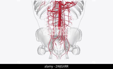 The abdominal arteries arise from the abdominal aorta and are comprised ...