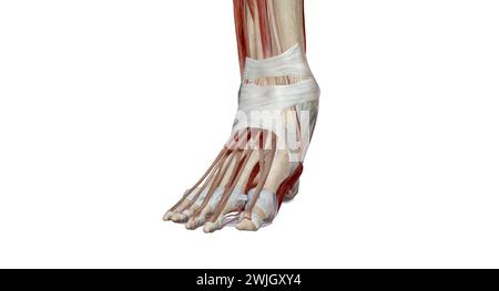 The ankle encompasses the ankle joint, an articulation between the tibia and fibula of the leg and the talus of the foot. 3D rendering Stock Photo