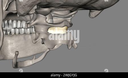 Posterior atlanto axial membrane 3d medical Stock Photo - Alamy