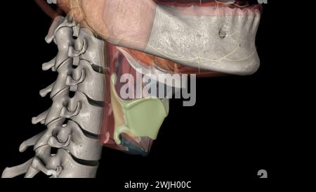 The thyrohyoid membrane (or hyothyroid membrane) is a broad, fibro ...