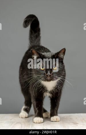 Black and white cat standing facing the camera, tail in the air. Grey background. Stock Photo