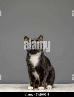 Studio shot of a black and white cat facing the camera looking upwards, sitting on a whitewashed table. Seen against a grey background. Stock Photo