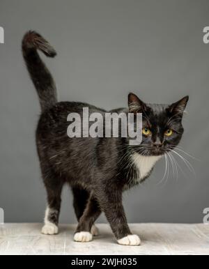 Black and white cat standing with front legs crossing on a white wooden table with a grey background Stock Photo