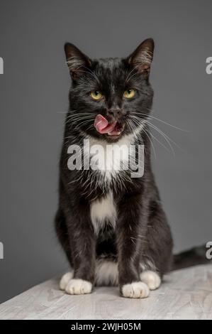 Studio shot of a black cat with white paws, chest and stomach, sitting on a whitewashed table licking its lips. Seen against a grey background. Stock Photo