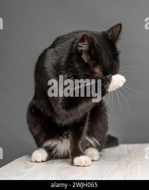 Black and white cat cleaning its face with its paw. Grey background Stock Photo