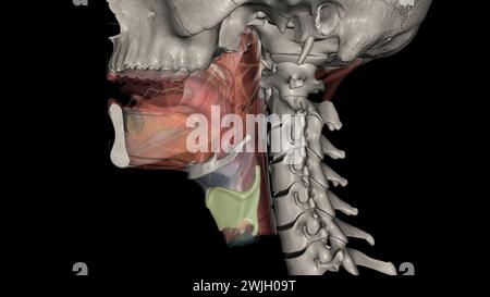 The thyrohyoid membrane (or hyothyroid membrane) is a broad, fibro ...