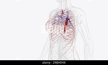 Arteries of Thorax Thoracic Artery Subclavian Artery Pulmonary Artery ...