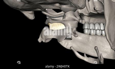 Posterior atlanto axial membrane 3d medical Stock Photo - Alamy