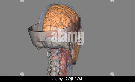 The cerebral hemispheres are separated by a deep groove, the longitudinal cerebral fissure . Stock Photo