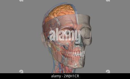 The cerebral hemispheres are separated by a deep groove, the longitudinal cerebral fissure . Stock Photo