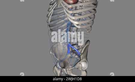 The common iliac vein is formed by the unification of the internal and external iliac veins 3d illustration Stock Photo