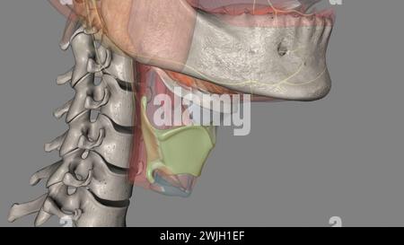 The thyrohyoid membrane (or hyothyroid membrane) is a broad, fibro ...