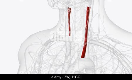 The Common Carotid artery is a large elastic artery which provides the main blood supply to the head and neck  3d illustration Stock Photo