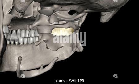 Posterior Atlanto Axial Membrane 3d Medical Stock Photo - Alamy