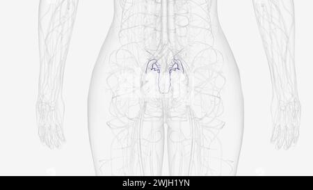 The lateral sacral veins accompany the lateral sacral arteries on the anterior surface of the sacrum  3d illustration Stock Photo