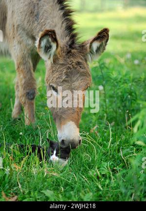 portrait of donkey sniffing or petting black and white cat in grass in paddock in outdoor pen lush green grass spring summer cute animals pets outdoor Stock Photo