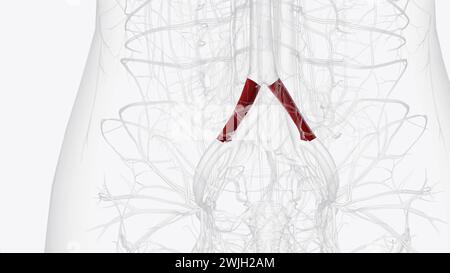 The common iliac artery (CIA) is a short artery transporting blood from the aorta towards the pelvic region and lower extremity  3d illustration Stock Photo