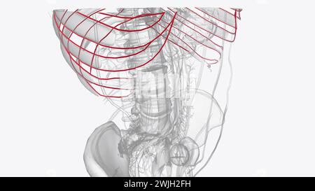 Arteries of Thorax Thoracic Artery Subclavian Artery Pulmonary Artery Carotid Artery Superior Epigastric Artery Inferior Epigastric Artery Stock Photo