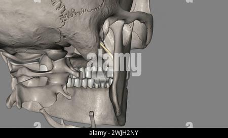 The sphenomandibular ligament (internal lateral ligament) is one of the ...