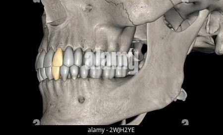 Lateral Incisor, Maxillar and Mandibular 3d illustration Stock Photo ...