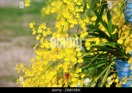 Oncidium Orchid or Dancing Lady Orchid or Oncidium Altissimum or Golden Shower Orchid flowers growing in garden Stock Photo